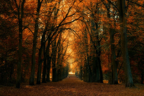 autumn trees